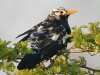 Blackbird at Gunners Park (Steve Arlow) (83334 bytes)
